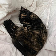 Miss Meow joined the competition — help win amazing prizes! animal, bed, cat, comforter, cozy, curled_up, cute, domestic, fur, furry, indoor, nap, pet, relaxed, resting, sleeping, soft, tortoiseshell, whiskers, white