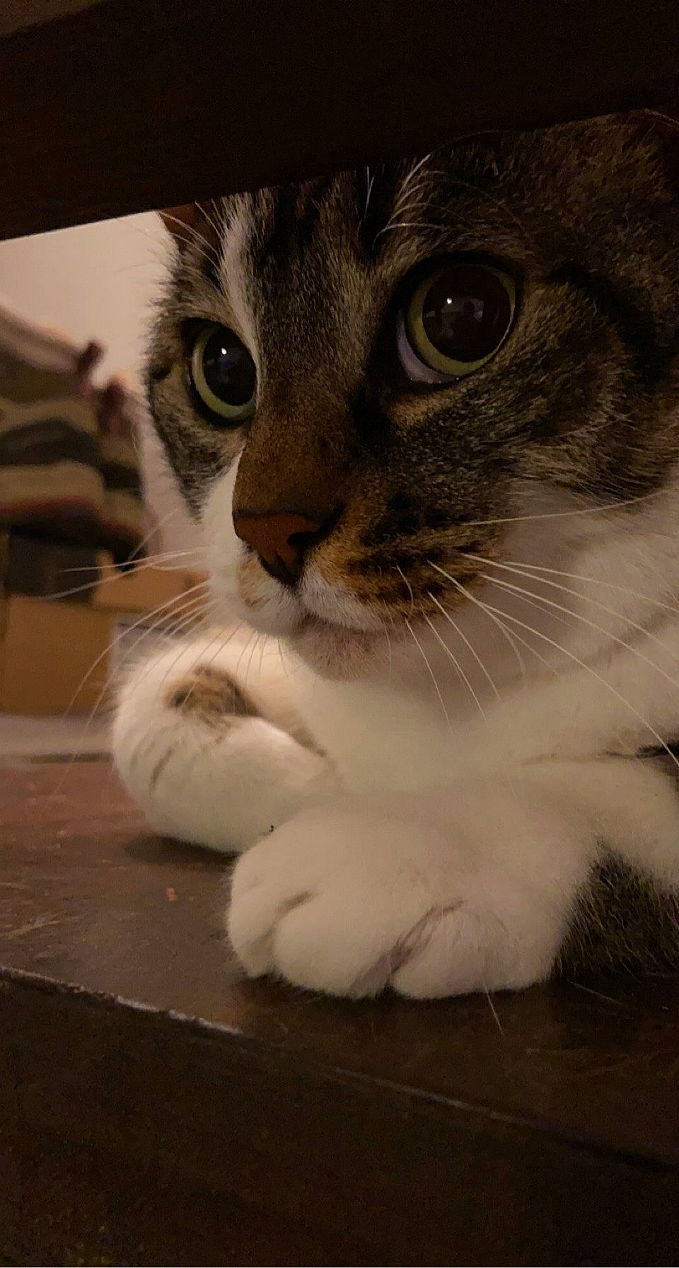 Kiki a rejoint le concours — aidez-le/la à gagner de superbes lots ! carnivore, cat, claw, curious, domestic_short_haired_cat, felidae, fur, iris, leg, paw, photo_caption, sitting, small_to_medium_sized_cats, snout, whiskers, window