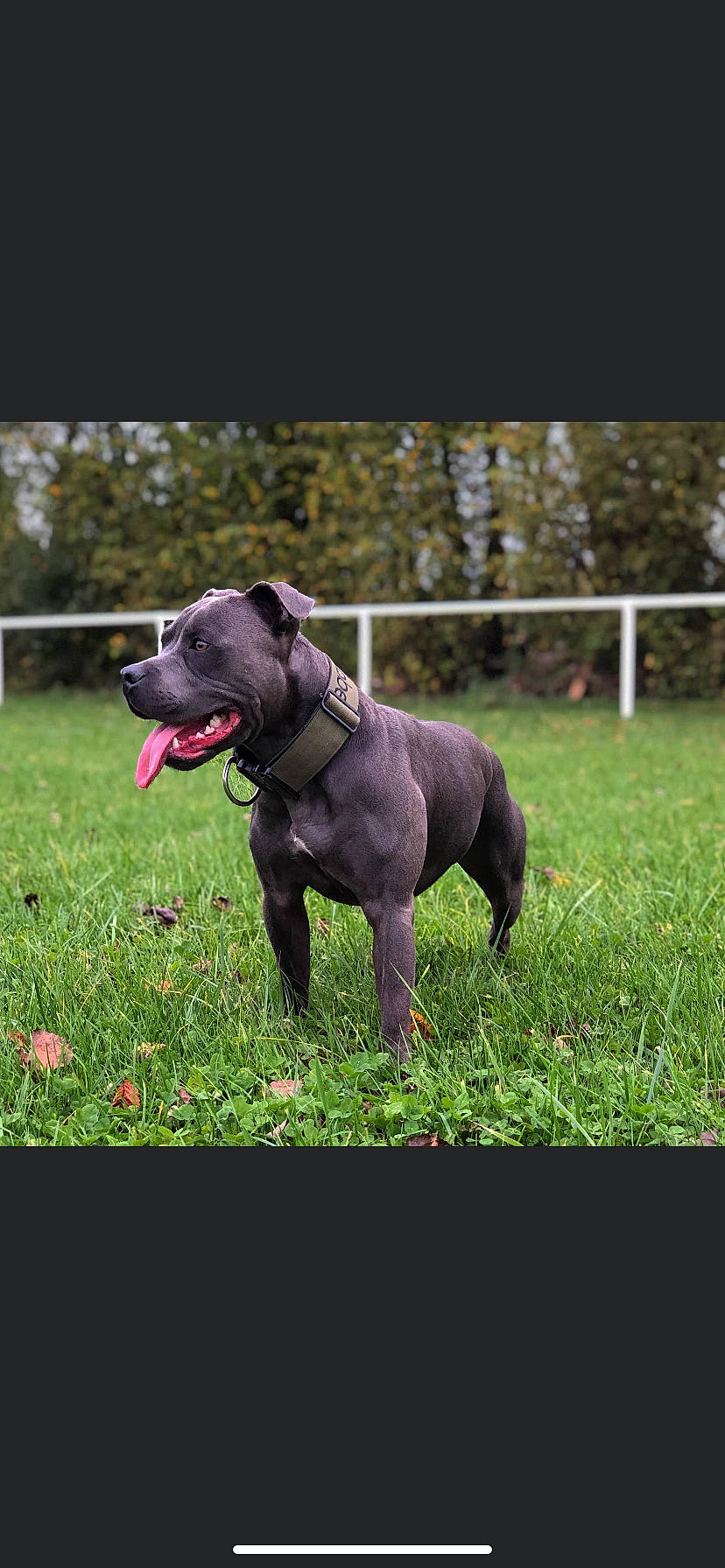 Kobe participe au concours pour gagner de l'argent avec cette photo : borador, canidae, carnivore, collar, companion_dog, dog, dog_breed, dog_collar, dog_supply, fawn, grass, grassland, guard_dog, gun_dog, pet_supply, plant, snout, terrestrial_animal, tree, working_animal
