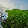 animal, canine, clouds, curious, daylight, dog, field, golden_retriever, grass, greenery, hill, landscape, mammal, nature, outdoor, peaceful, pet, scenery, sky, walking