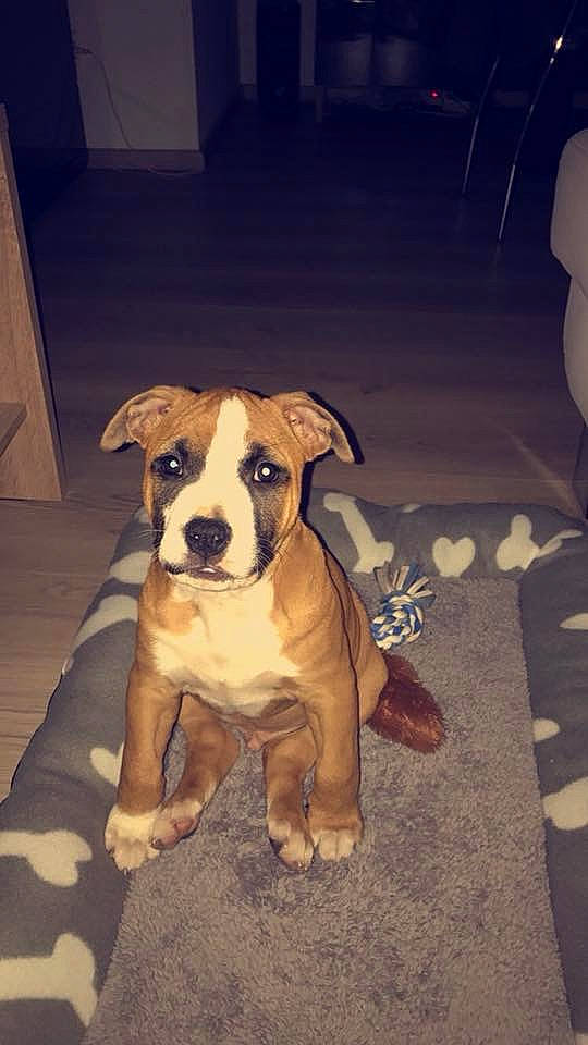 Meiko a rejoint le concours — aidez-le/la à gagner de superbes lots ! ancient_dog_breeds, art, canidae, carnivore, companion_dog, dog, dog_breed, dog_collar, fawn, flooring, hunting_dog, molosser, non_sporting_group, paw, puppy, snout, sporting_group, working_animal, working_dog