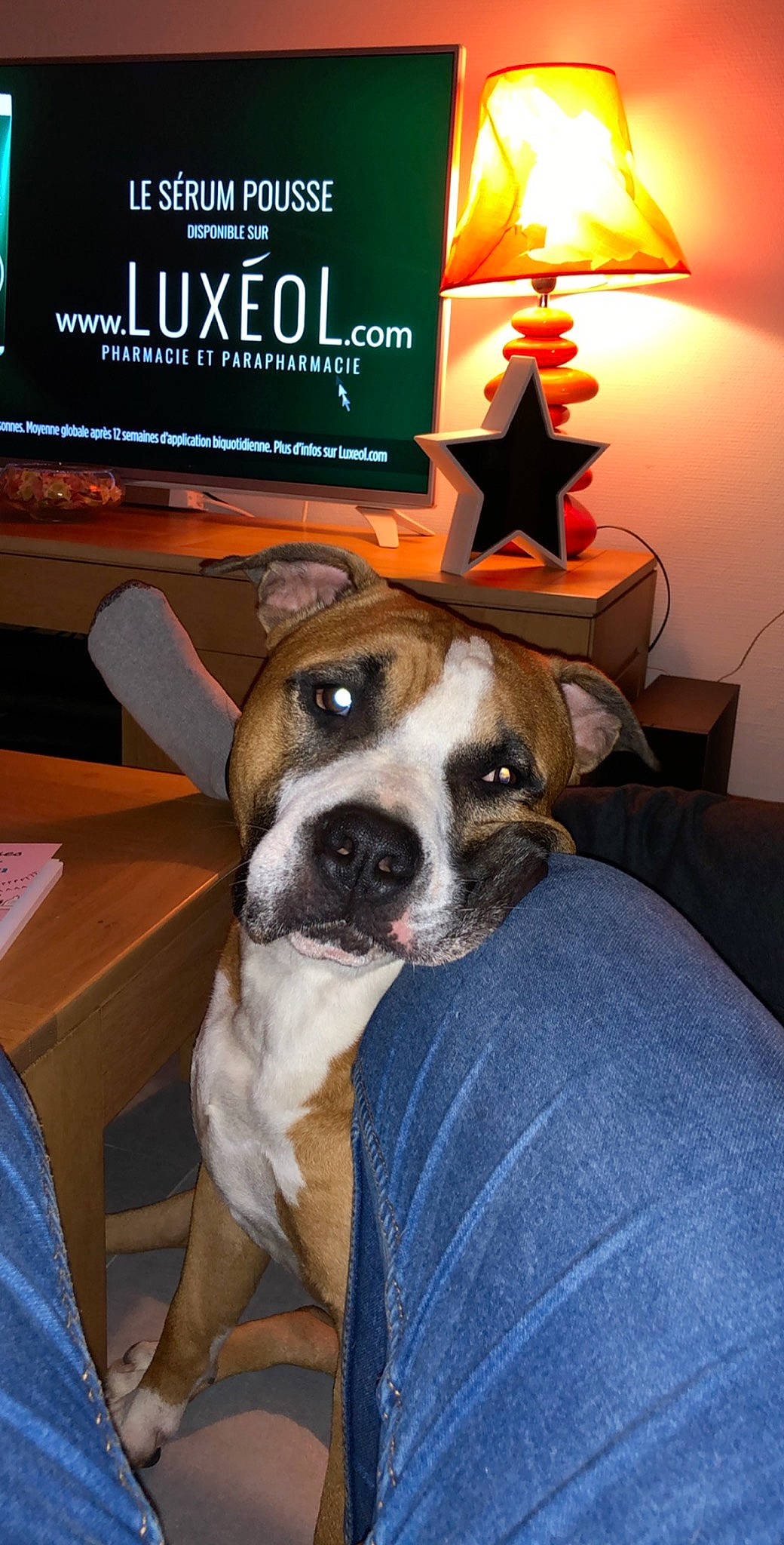 Meiko a rejoint le concours — aidez-le/la à gagner de superbes lots ! canidae, carnivore, chair, comfort, companion_dog, dog, dog_breed, fawn, furniture, lamp, logo, picture_frame, room, snout, sporting_group, table, whiskers, window, wood, working_animal