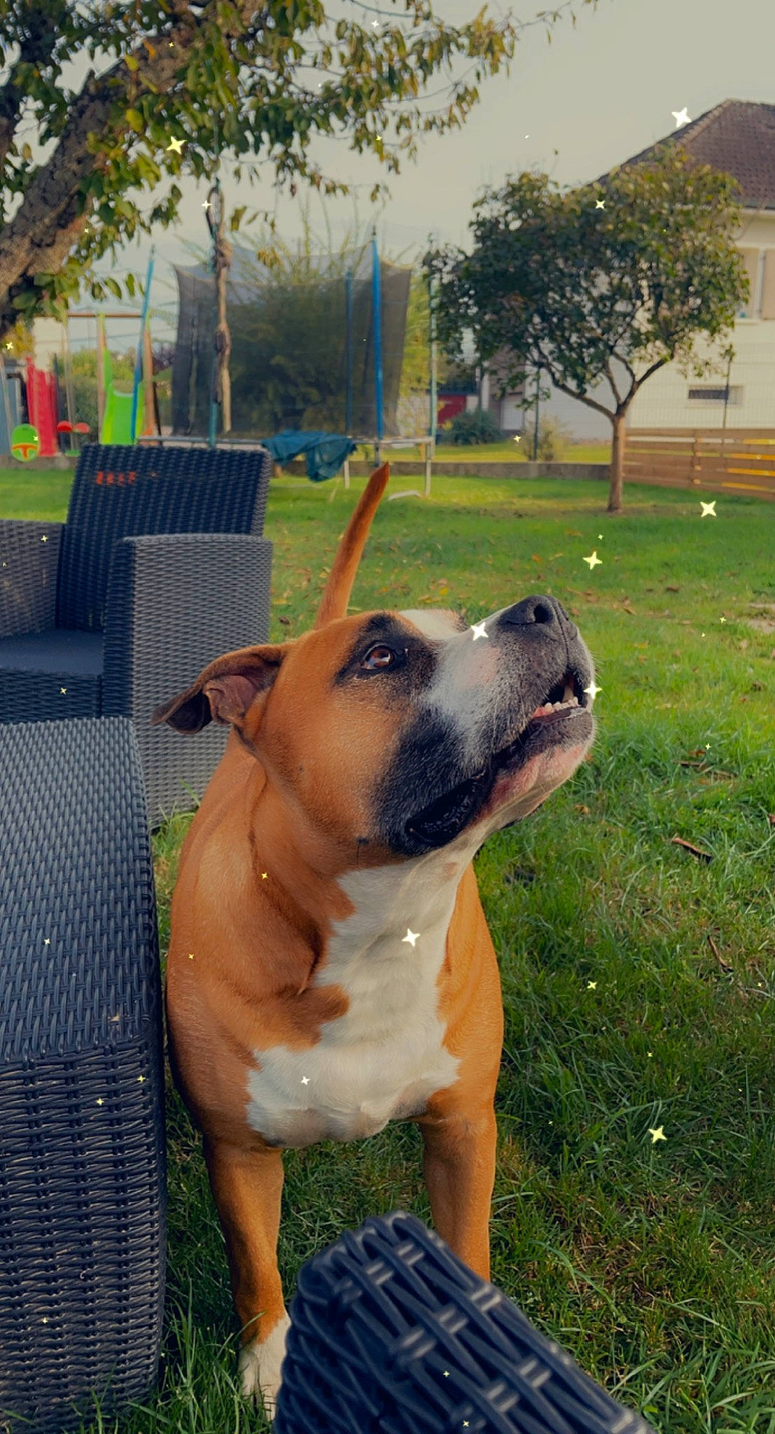 Meiko participe au concours pour gagner de l'argent avec cette photo : canidae, carnivore, collar, companion_dog, dog, dog_breed, dog_collar, fawn, grass, guard_dog, molosser, plant, sky, snout, sporting_group, tree, whiskers, window, working_animal, working_dog