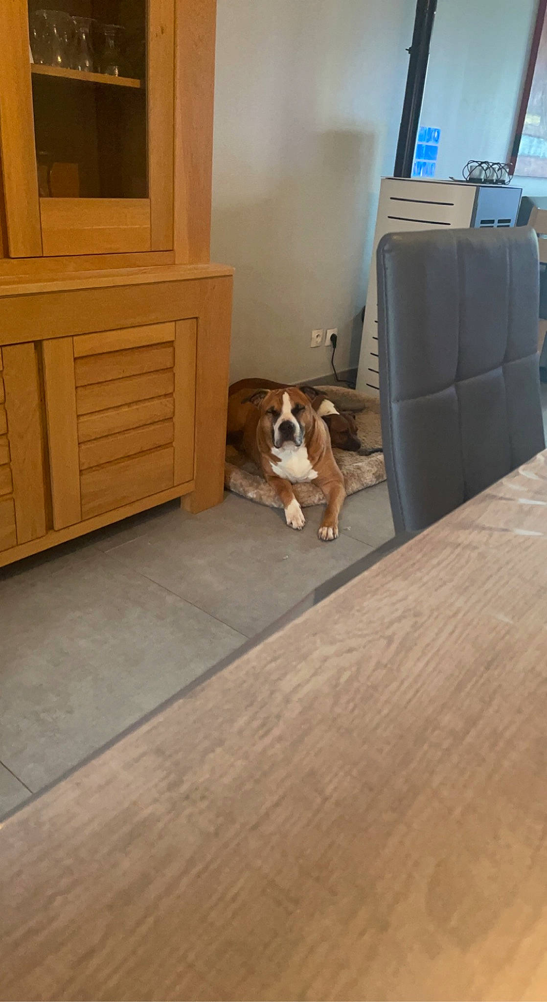 Meiko participe au concours pour gagner de l'argent avec cette photo : brown, cabinetry, carnivore, comfort, companion_dog, dog, dog_breed, drawer, fawn, floor, flooring, hardwood, house, laminate_flooring, plywood, room, sporting_group, wood, wood_flooring, wood_stain