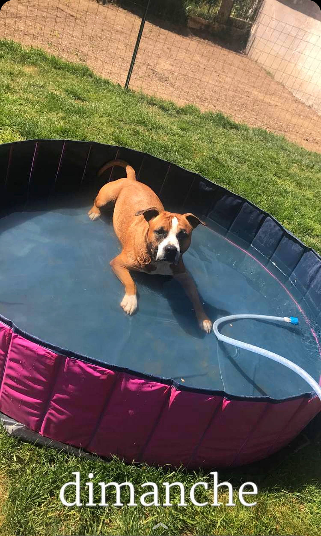 Meiko a rejoint le concours — aidez-le/la à gagner de superbes lots ! canidae, carnivore, comfort, companion_dog, dog, dog_breed, dog_supply, fawn, flooring, grass, lawn, leisure, outdoor_furniture, pet_supply, plant, recreation, shade, sporting_group, toy_dog, yard