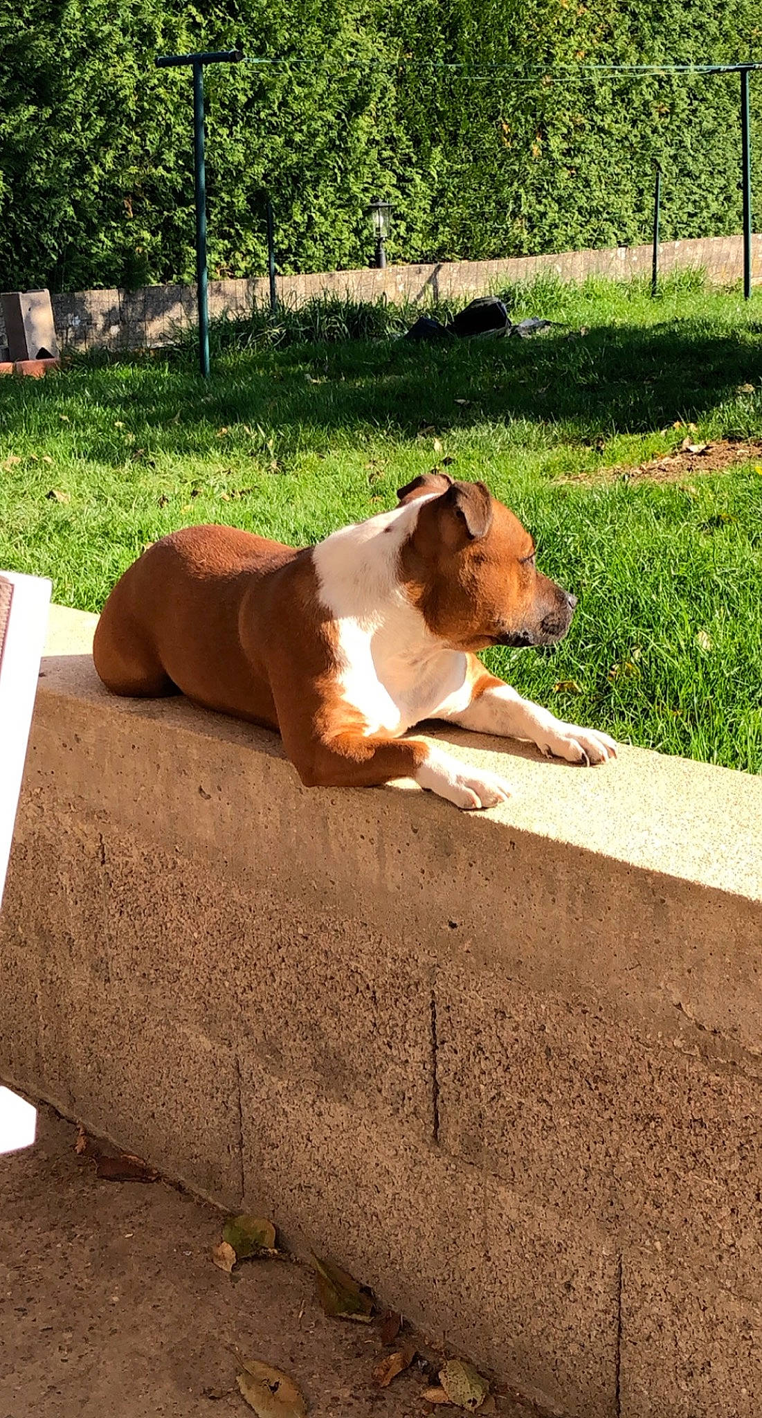 Nayka participe au concours pour gagner de l'argent avec cette photo : art, asphalt, carnivore, concrete, dog_breed, fawn, felidae, grass, human_leg, landscape, plant, road_surface, shade, snout, soil, tail, terrestrial_animal, toy, wood, working_animal