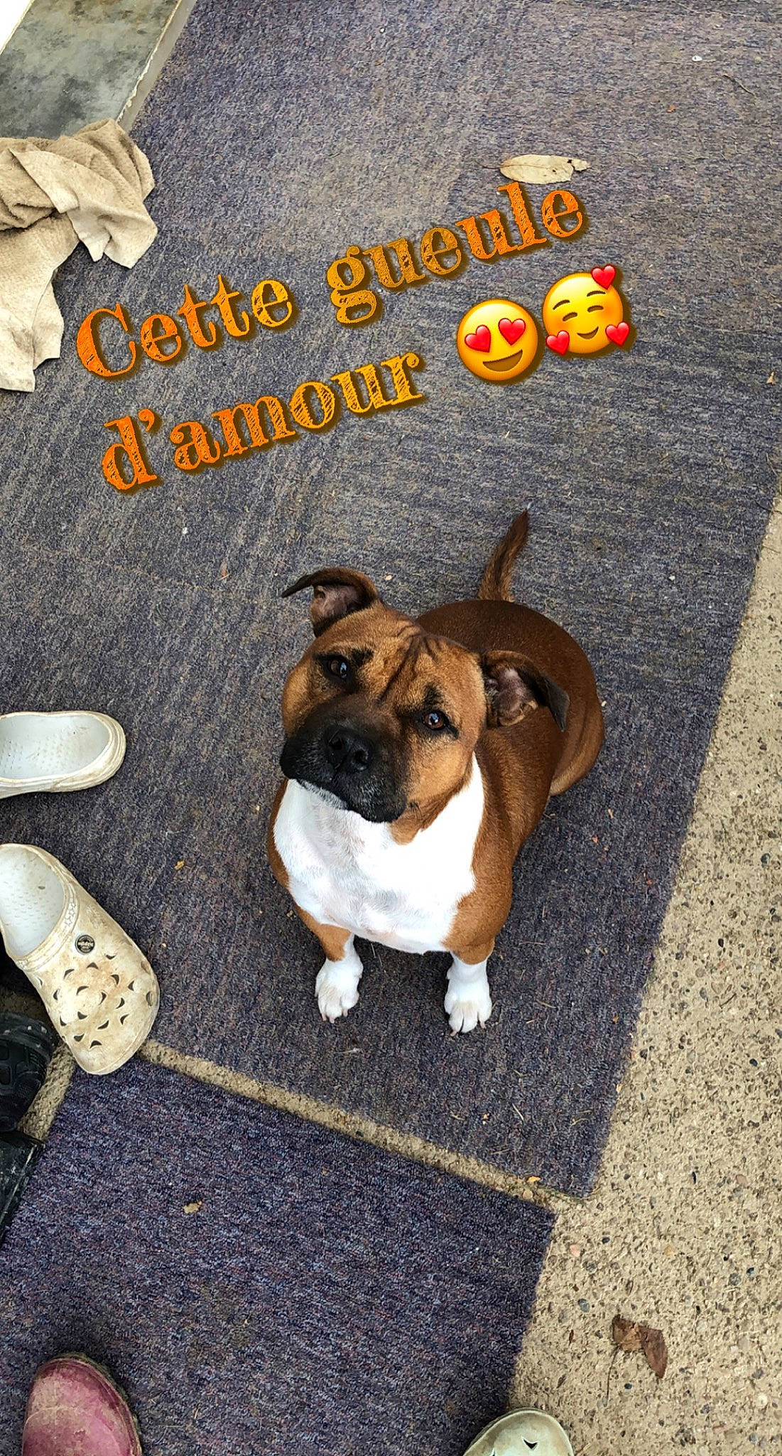 Nayka participe au concours pour gagner de l'argent avec cette photo : advertising, asphalt, bulldog, carnivore, collar, companion_dog, dog, dog_breed, dog_supply, fawn, font, grass, pet_supply, photo_caption, plant, poster, road_surface, snout, tail, toy_dog