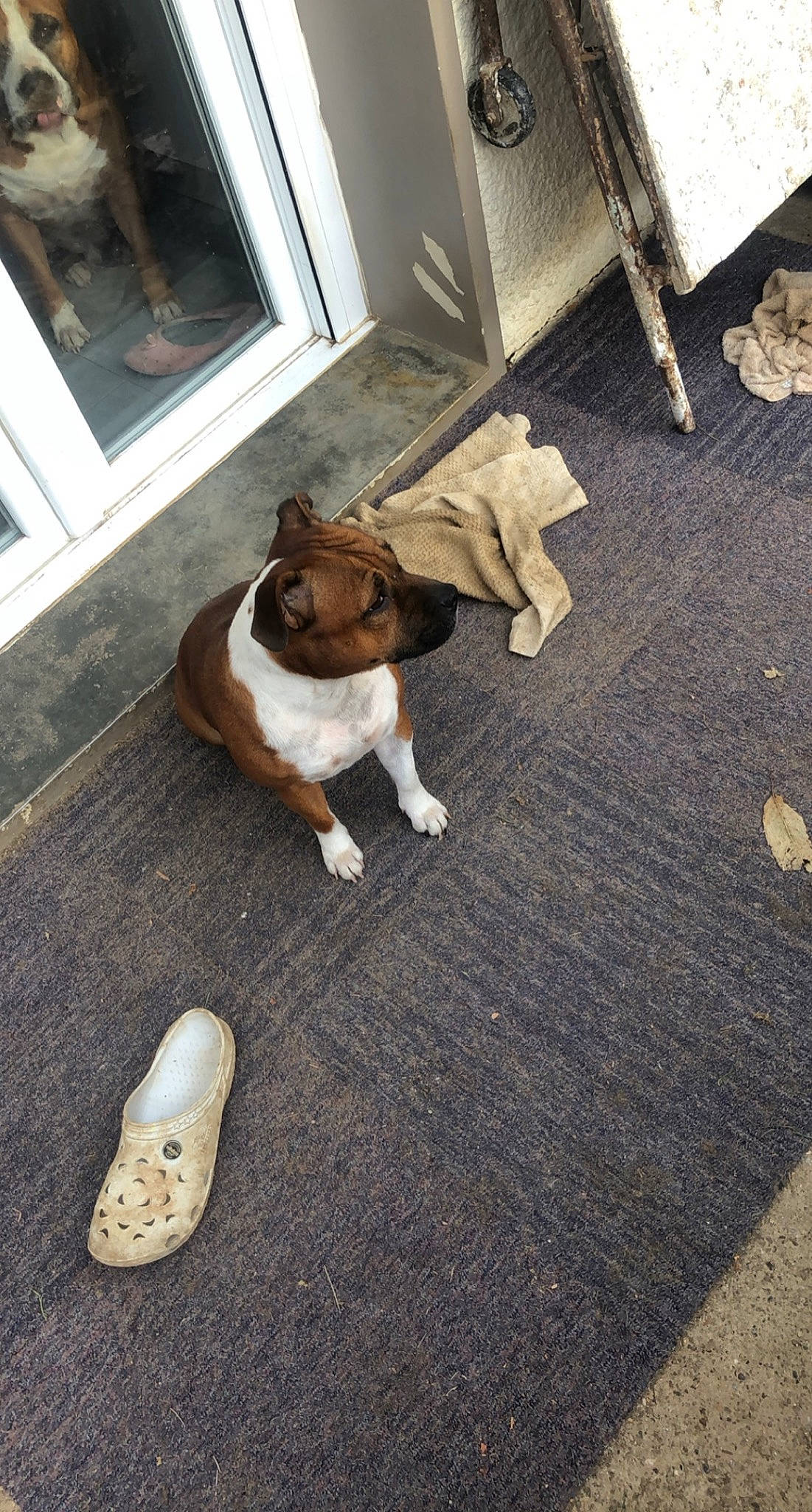 Nayka participe au concours pour gagner de l'argent avec cette photo : brown, bulldog, carnivore, comfort, companion_dog, dog, dog_breed, fawn, floor, flooring, grass, hardwood, human_leg, laminate_flooring, road_surface, shoe, sneakers, tail, window, wood