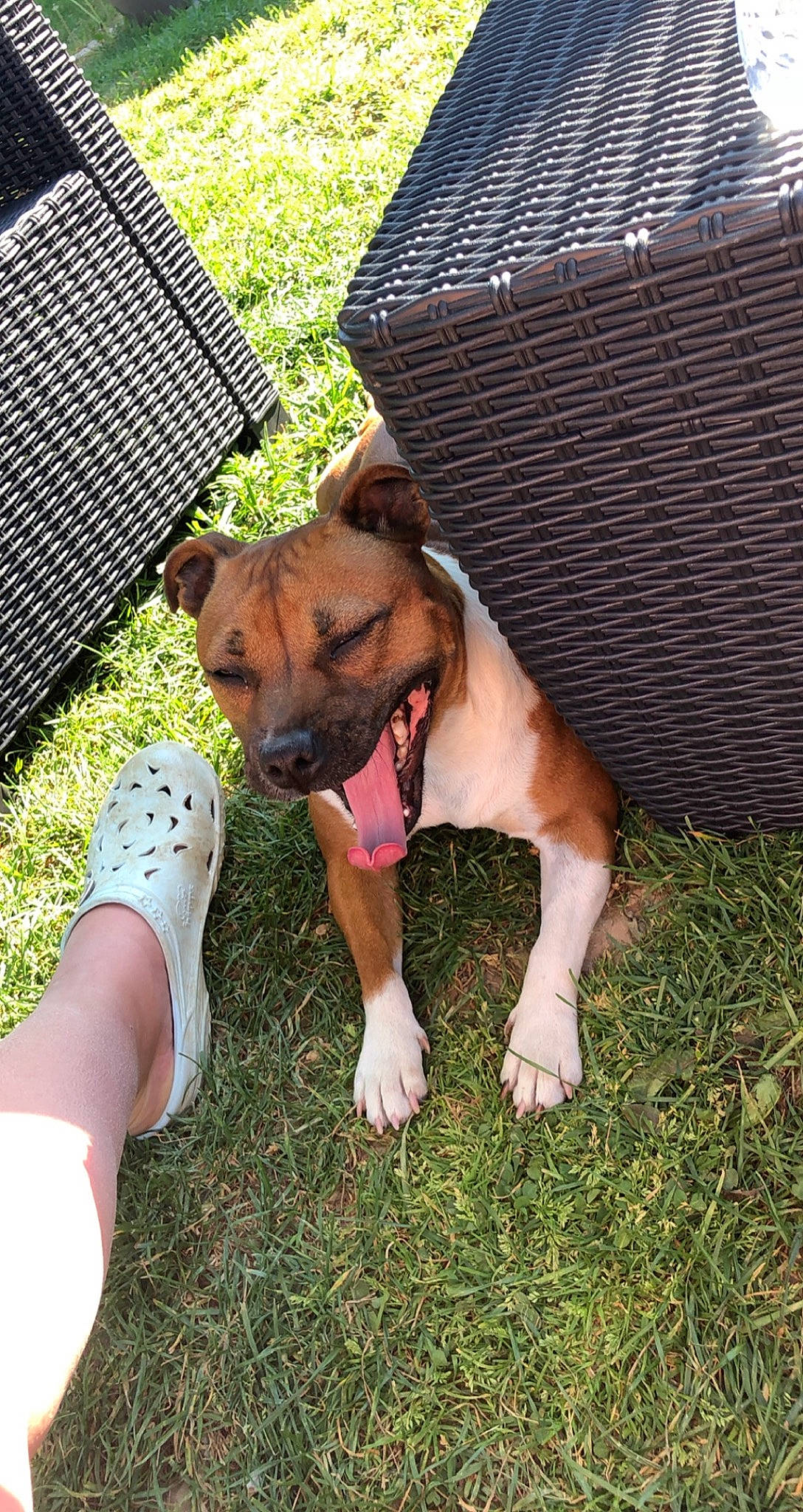 Nayka a rejoint le concours — aidez-le/la à gagner de superbes lots ! carnivore, collar, comfort, companion_dog, dog, dog_breed, dog_collar, dog_supply, fawn, foot, grass, guard_dog, human_leg, mesh, outdoor_furniture, paw, plant, tail, vertebrate, working_dog