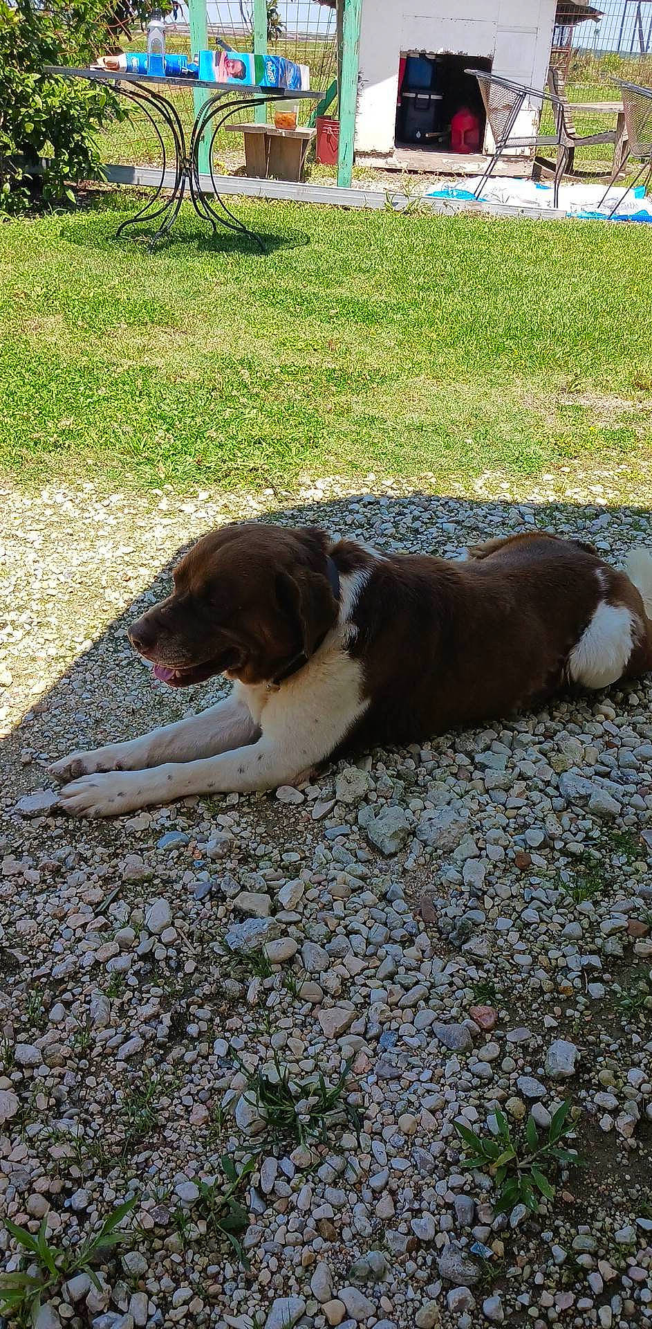 Jose is registered to the contest to win money with this photo: asphalt, canidae, carnivore, companion_dog, dog, dog_breed, fawn, flooring, grass, moscow_watchdog, outdoor_furniture, plant, road_surface, scent_hound, shade, sidewalk, snout, soil, sporting_group, tail