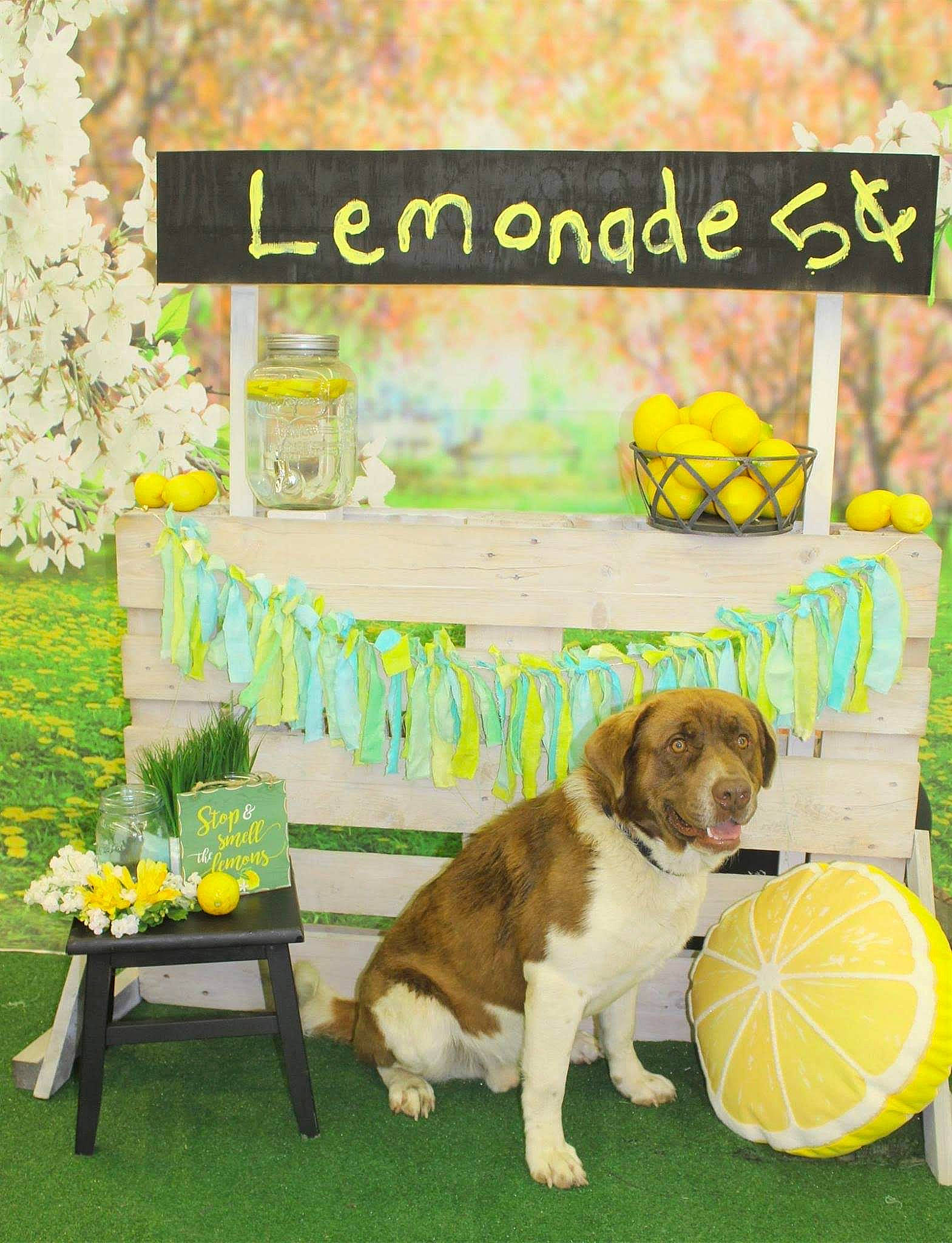 Jose is registered to the contest to win money with this photo: art, ball, canidae, carnivore, companion_dog, dog, dog_breed, event, font, grass, green, plant, porch, rectangle, sporting_group, sports_equipment, sports_toy, table, tennis_ball, working_animal