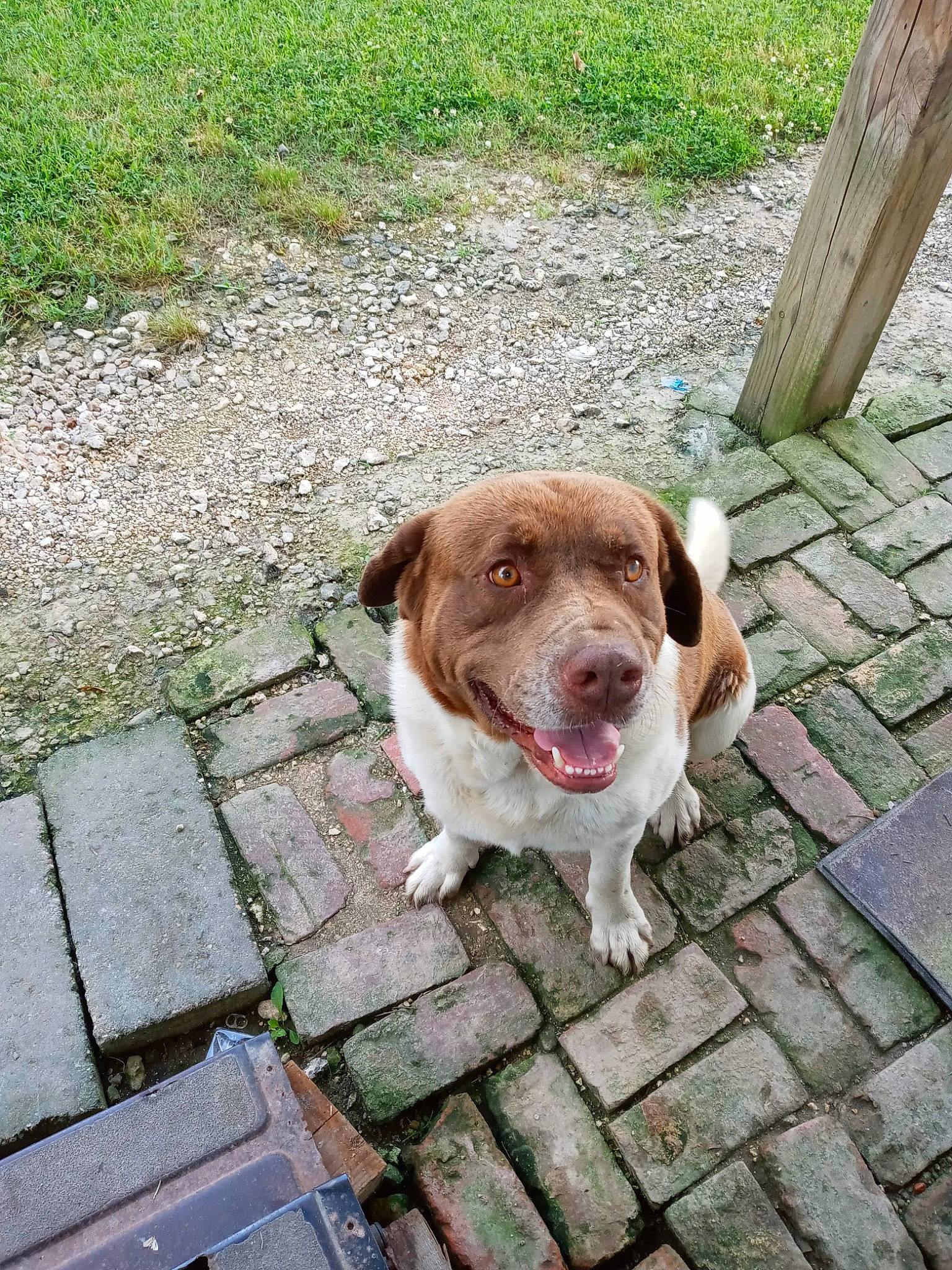 Jose is registered to the contest to win money with this photo: brick, brickwork, canidae, carnivore, collar, companion_dog, dog, dog_breed, dog_collar, fawn, flooring, grass, liver, plant, road_surface, sidewalk, snout, sporting_group, tail, working_animal