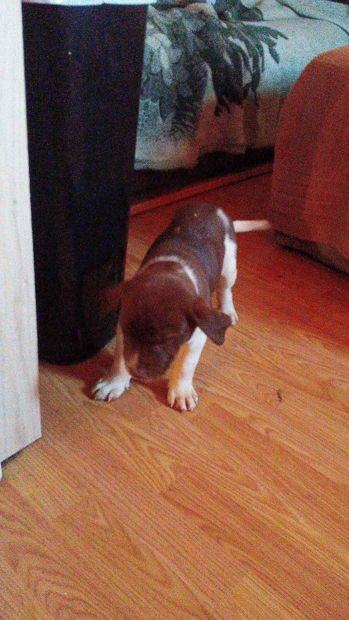 Jose is registered to the contest to win money with this photo: brown, carnivore, comfort, companion_dog, curtain, dog, dog_breed, fawn, felidae, floor, flooring, hardwood, hound, laminate_flooring, small_to_medium_sized_cats, tail, whiskers, wood, wood_flooring, wood_stain