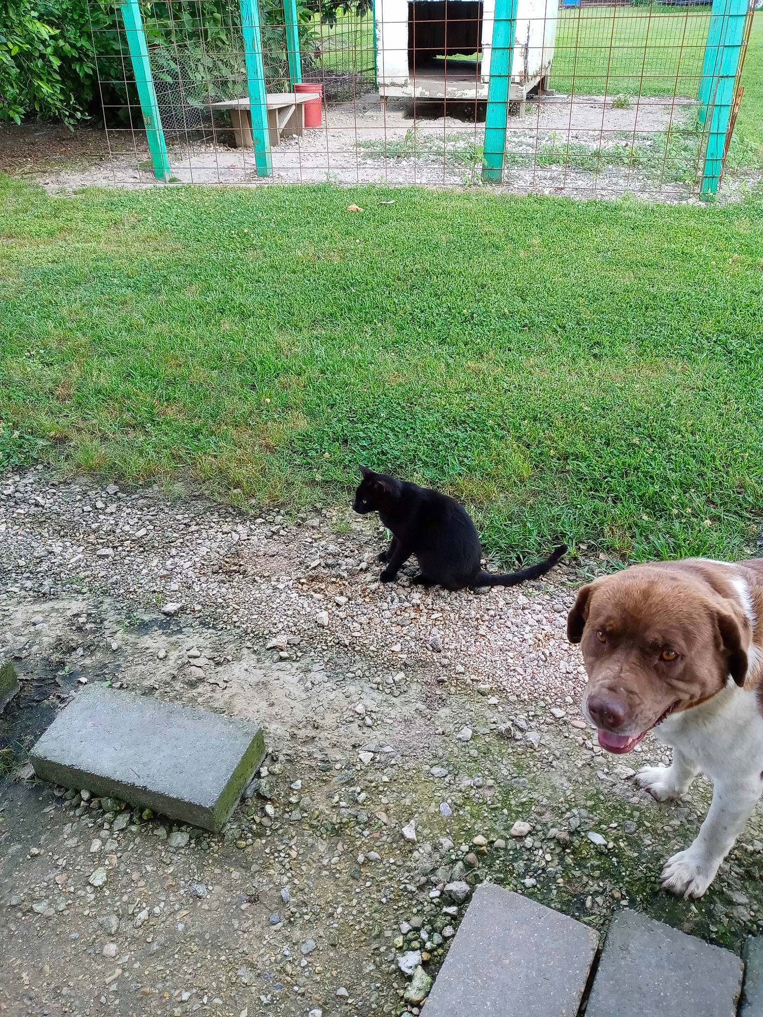 Jose joined the competition — help win amazing prizes! canidae, carnivore, cat, collar, companion_dog, dog, dog_breed, dog_collar, felidae, grass, groundcover, leash, liver, plant, road_surface, shade, sidewalk, small_to_medium_sized_cats, tail, working_animal