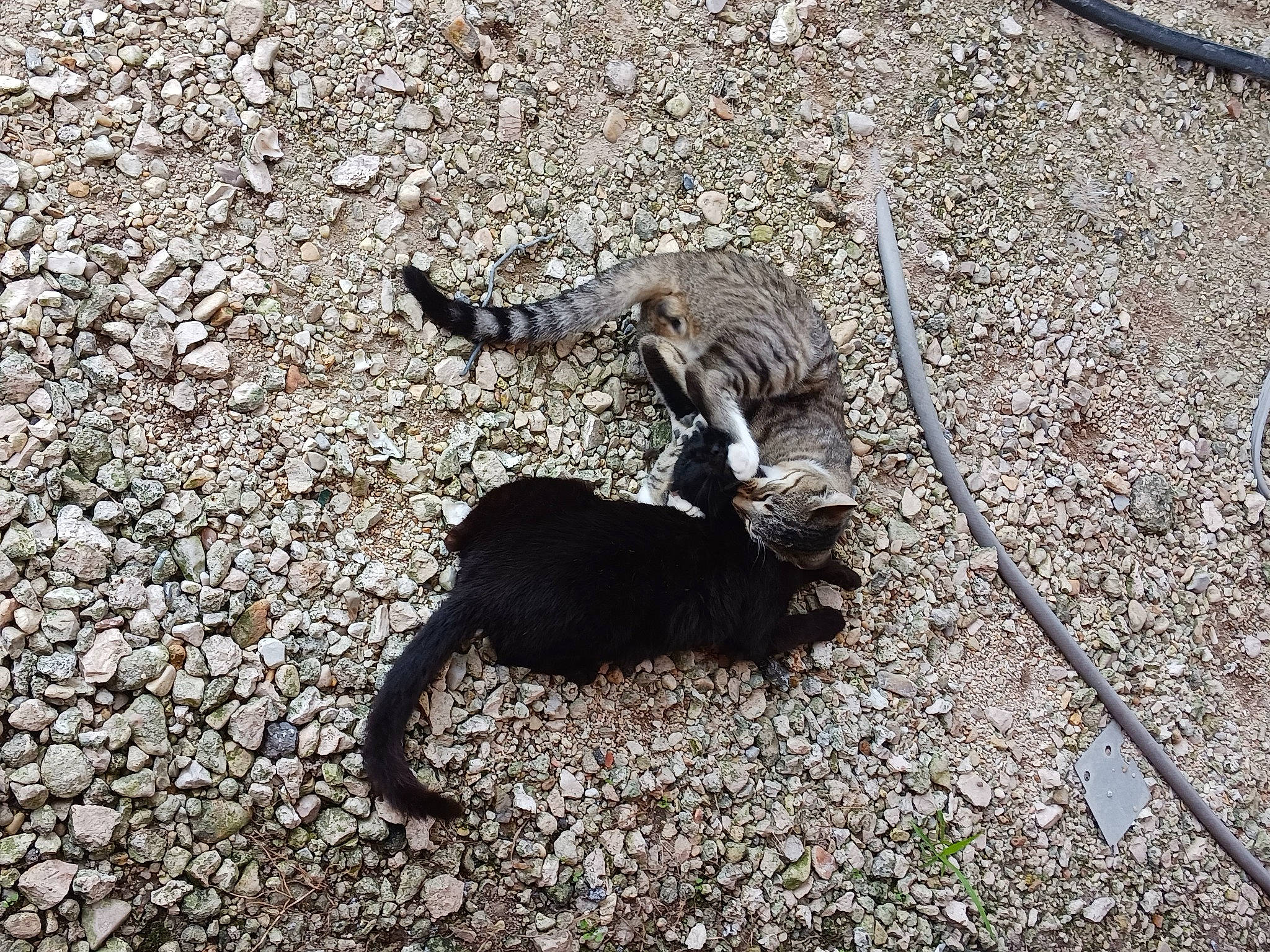 Socks is registered to the contest to win money with this photo: asphalt, claw, fur, ground_squirrels, iguania, paw, plant, road_surface, rock, scaled_reptile, shadow, soil, tail, tar, terrestrial_animal, trunk, wildlife