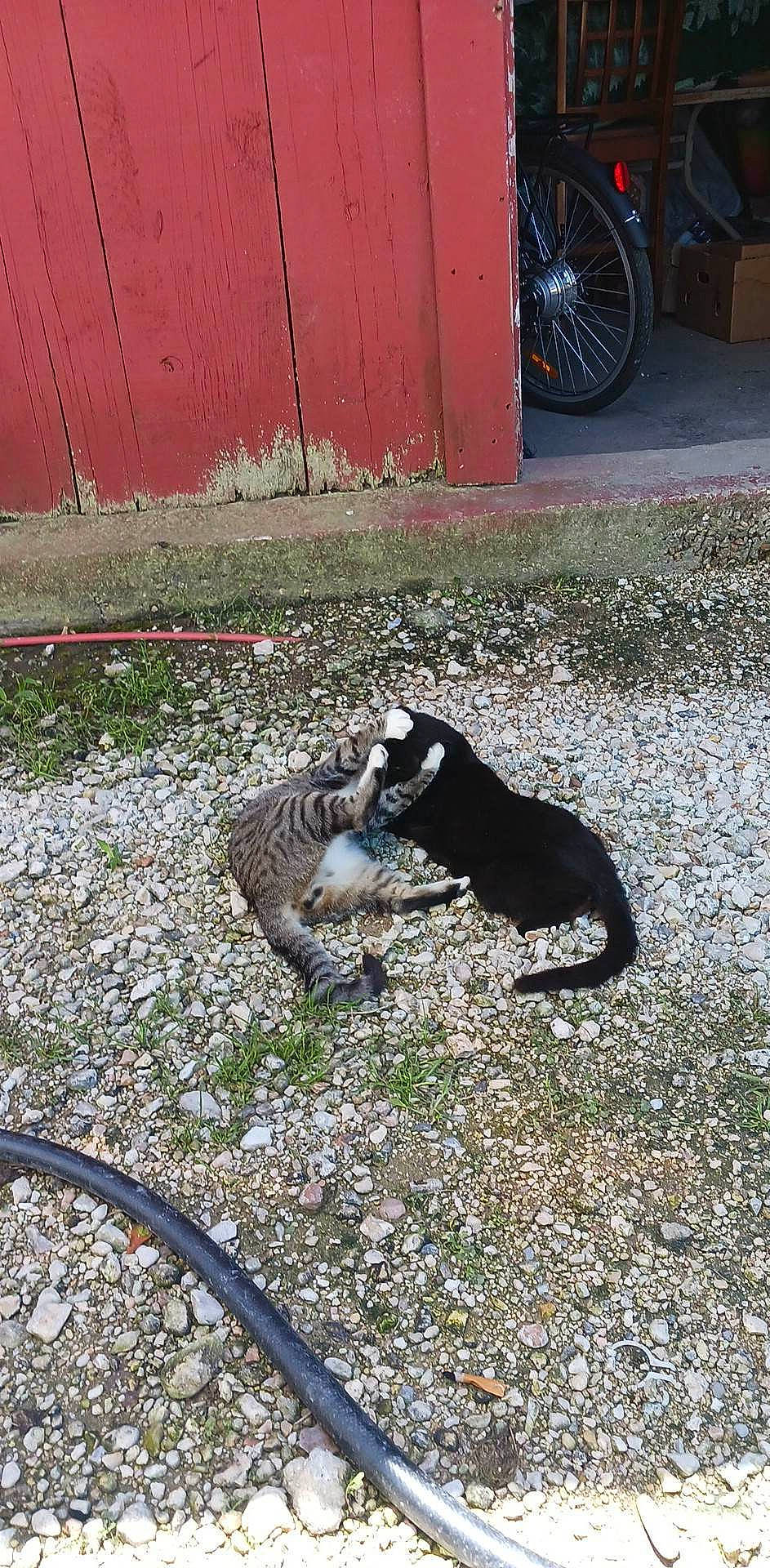 Socks is registered to the contest to win money with this photo: asphalt, automotive_tire, automotive_wheel_system, bicycle_tire, bicycle_wheel, carnivore, dog_breed, felidae, fender, grass, rim, road_surface, sidewalk, small_to_medium_sized_cats, snout, tail, terrestrial_animal, tire, wheel, whiskers