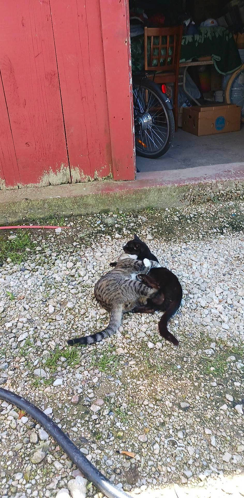 Socks is registered to the contest to win money with this photo: asphalt, automotive_tire, beak, bicycle, bicycle_tire, bicycle_wheel, bicycle_wheel_rim, bird, dog_breed, flightless_bird, fur, grass, road, road_surface, sidewalk, soil, tail, terrestrial_animal, tire, wheel