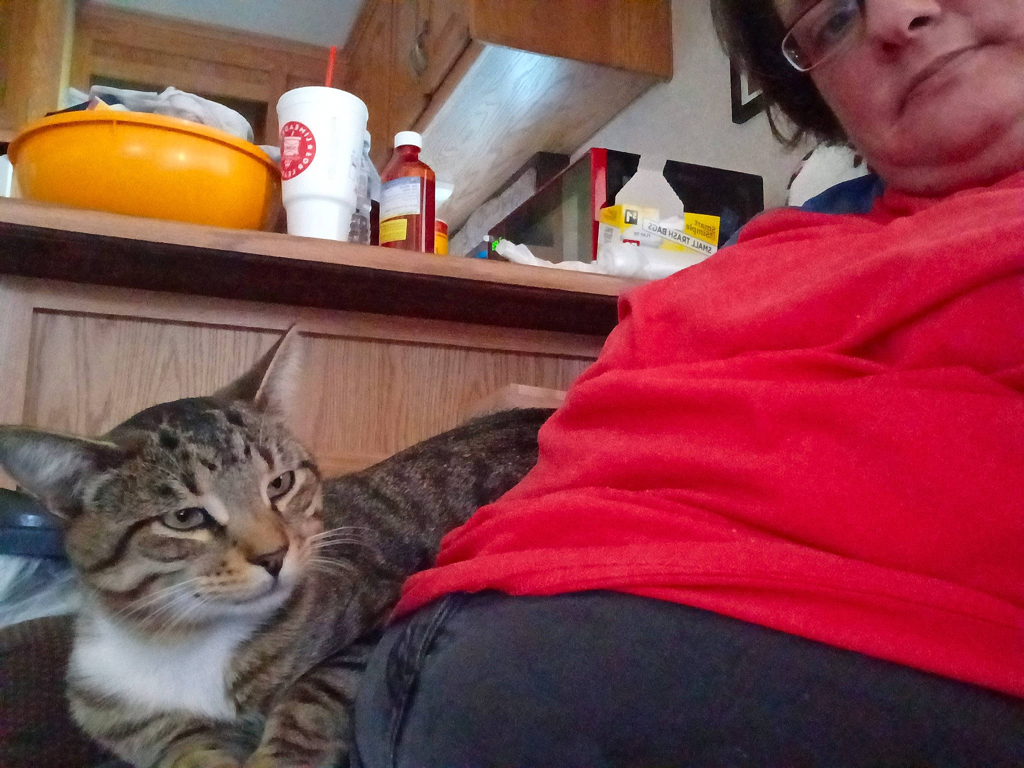 Socks is registered to the contest to win money with this photo: carnivore, cat, comfort, domestic_short_haired_cat, eyewear, felidae, fur, kitchen, kitchen_appliance, lap, metal, paw, room, sitting, small_to_medium_sized_cats, square, t_shirt, tableware, whiskers