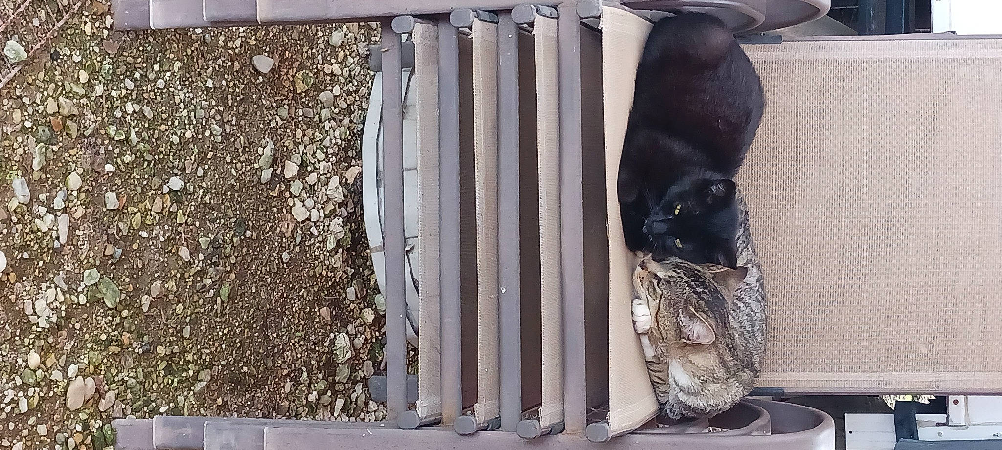 Sophia is registered to the contest to win money with this photo: automotive_exterior, automotive_tire, carnivore, concrete, dog, dog_breed, drainage, fur, handrail, home_door, human_leg, metal, pipe, road_surface, sculpture, sporting_group, stairs, tail, wall, wood