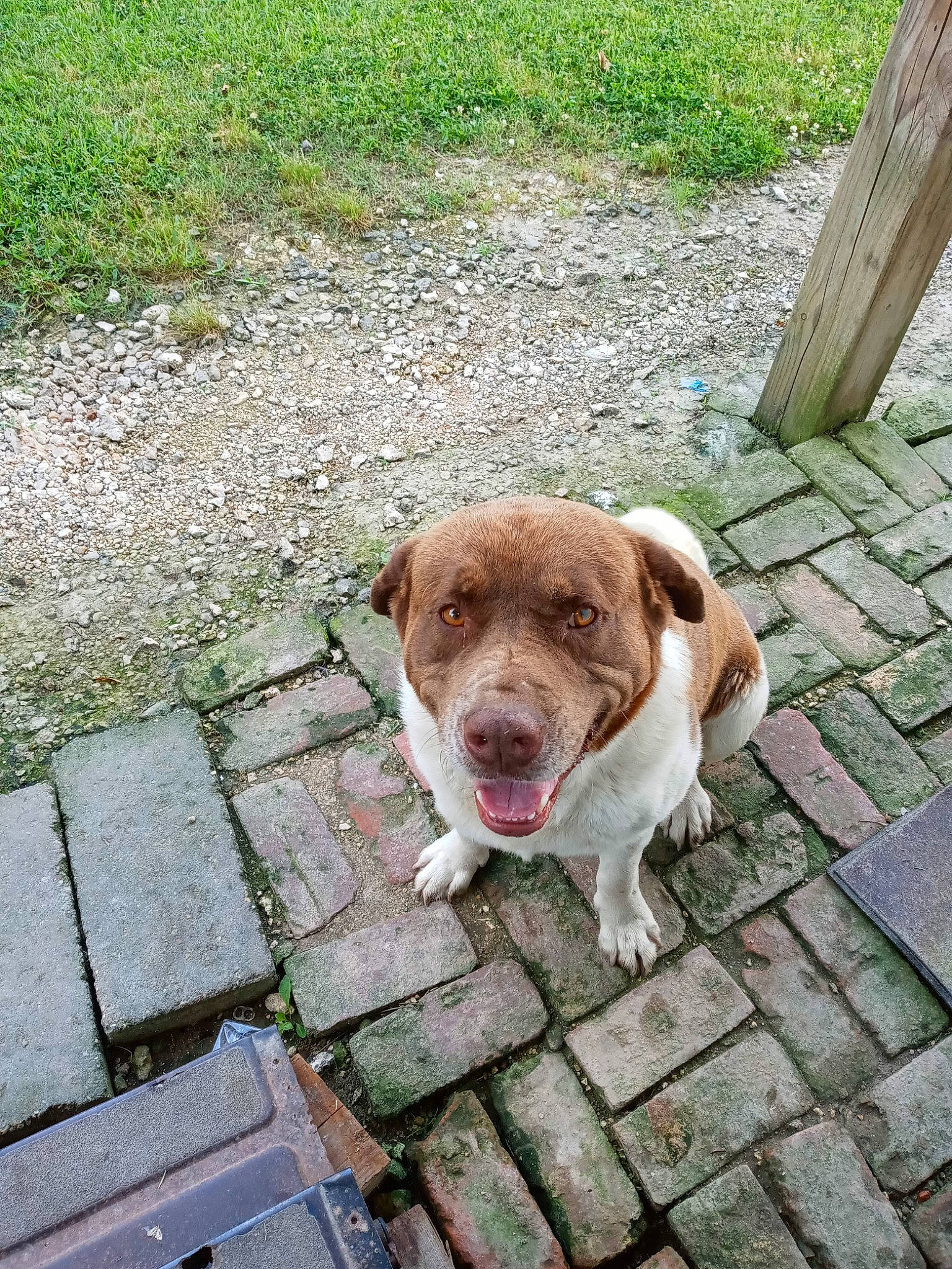 Jose joined the competition — help win amazing prizes! brick, brickwork, carnivore, collar, companion_dog, dog, dog_breed, fawn, flooring, grass, leash, liver, plant, road_surface, sidewalk, snout, sporting_group, street_dog, tail, working_animal