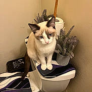 Weda joined the competition — help win amazing prizes! cat, toilet, bathroom, plant, toilet_paper, purple, black, white, tan, blue_eyes, pet, feline, indoor, curious, sitting, decor, corner, household, striped, fur