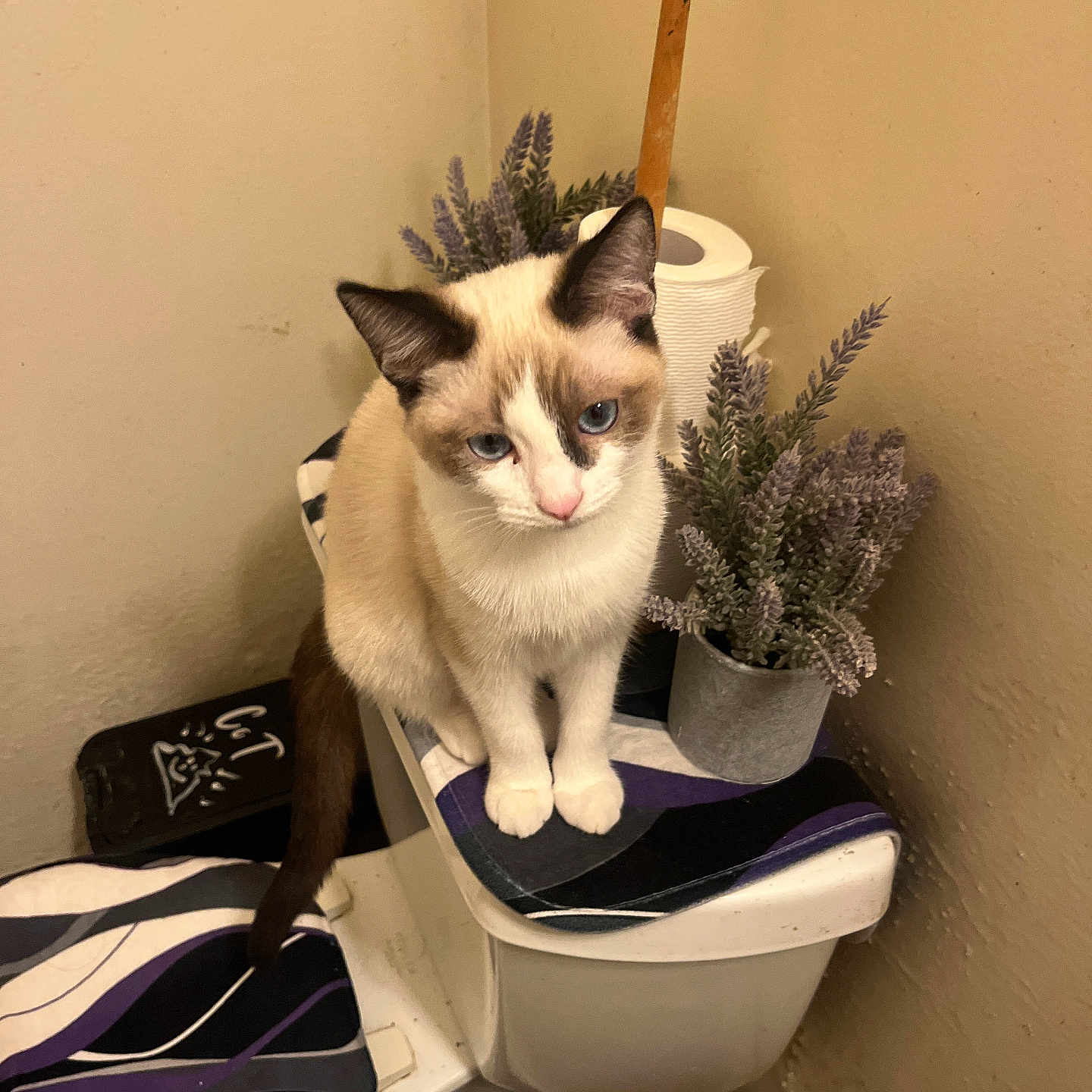 Weda joined the competition — help win amazing prizes! bathroom, black, blue_eyes, cat, corner, curious, decor, feline, fur, household, indoor, pet, plant, purple, sitting, striped, tan, toilet, toilet_paper, white
