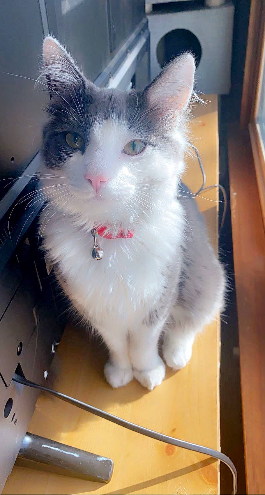 Floyd joined the competition — help win amazing prizes! carnivore, cat, claw, domestic_short_haired_cat, felidae, fur, iris, paw, small_to_medium_sized_cats, snout, tail, whiskers, window, windshield