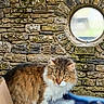 cat, fluffy, brown, white, animal, pet, feline, curious, stone_wall, round_window, outdoor, nature, portrait, mammal, fur, alert, whiskers, ears, eyes, background