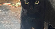 Tokki joined the competition — help win amazing prizes! black_cat, cat, pet, animal, standing, indoors, living_room, wooden_floor, couch, furniture, green_eyes, pointed_ears, whiskers, fur, portrait, closeup, domestic_cat, dark_coat, cables, golden_bag
