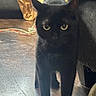 black_cat, cat, pet, animal, standing, indoors, living_room, wooden_floor, couch, furniture, green_eyes, pointed_ears, whiskers, fur, portrait, closeup, domestic_cat, dark_coat, cables, golden_bag