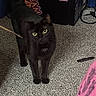 cat, black_cat, pet, animal, green_eyes, standing, indoor, carpet, floor, portrait, looking_at_camera, whiskers, ears, tail, dark_fur, home, room, wall_decor, mickey_mouse, pink_fabric