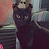 black_cat, cat, pet, animal, sitting, portrait, indoors, cushion, blanket, striped_fabric, air_conditioner, furniture, dark_fur, yellow_eyes, whiskers, heart_stickers, digital_filter, home, cozy, funny_pose