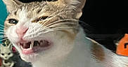 Nami joined the competition — help win amazing prizes! cat, feline, pet, animal, close_up, portrait, open_mouth, meowing, teeth, whiskers, ears, pink_nose, white_fur, tabby, brown_fur, indoor, dark_background, turquoise_wall, expressive, funny