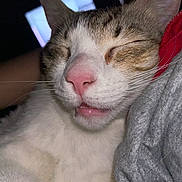 Nami joined the competition — help win amazing prizes! cat, sleeping, close_up, pet, animal, feline, whiskers, pink_nose, tongue, fluffy, fur, tabby, white_fur, cuddling, indoor, portrait, relaxed, cute, humorous, nap