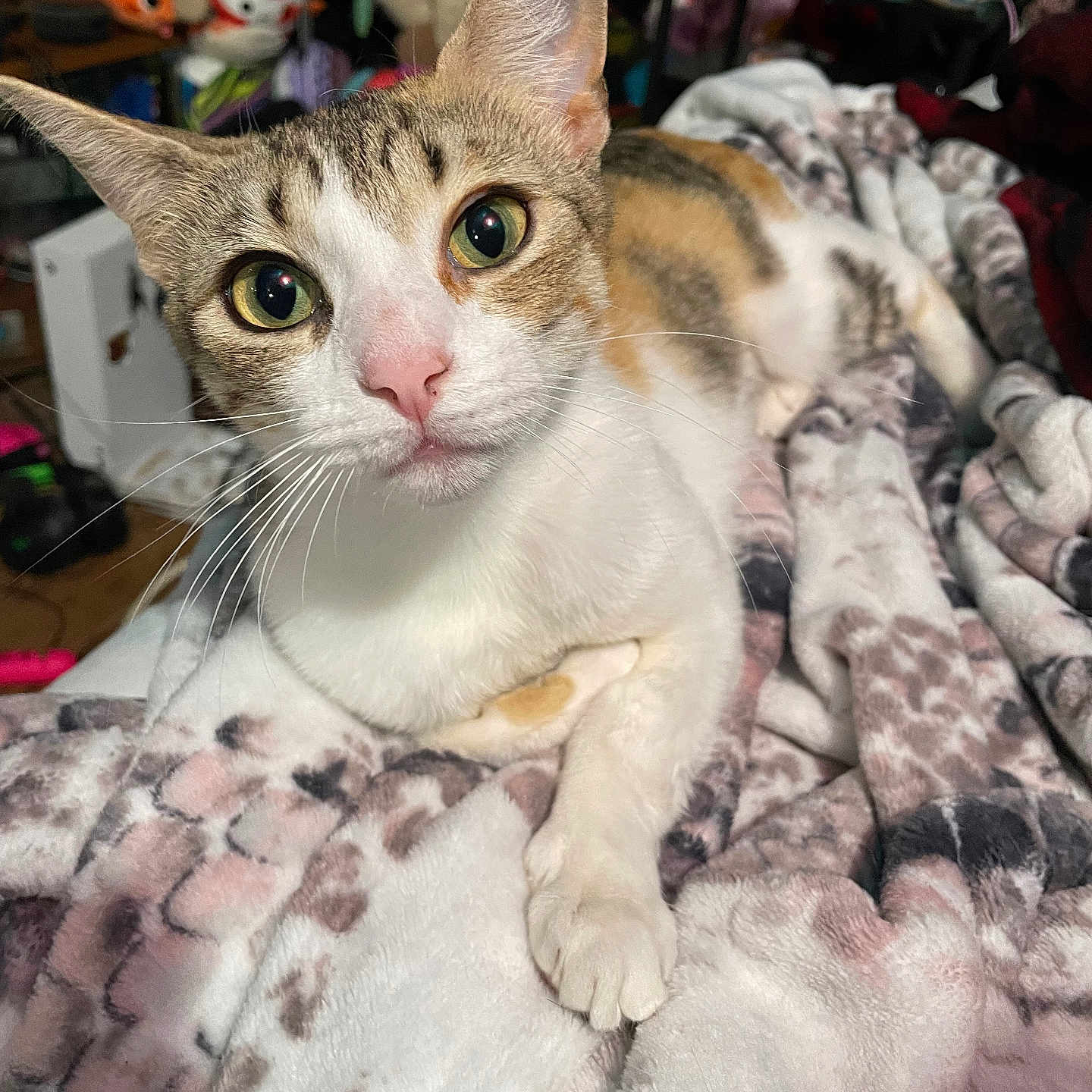 Nami joined the competition — help win amazing prizes! cat, feline, pet, animal, closeup, portrait, white_fur, tabby markings, green_eyes, pink_nose, whiskers, pointed_ears, lying_down, blanket, bed, cozy, indoors, cluttered_background, toys, household