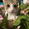 Nami is registered to the contest to win money with this photo: cat, feline, pet, animal, portrait, close_up, wide_eyes, whiskers, ears, tabby, white_fur, brown_fur, pink_nose, flowers, pink_flowers, green_leaves, floral_background, indoor, photography, cute