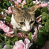 Nami joined the competition — help win amazing prizes! cat, tabby_cat, white_cat, animal, pet, feline, close_up, portrait, flowers, pink_flowers, artificial_flowers, greenery, leaves, floral_arrangement, indoor, curious, whiskers, ears, yellow_eyes, camouflage