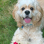 Leo joined the competition — help win amazing prizes! dog, grass, flower, red_flower, curly_fur, tongue_out, pet, animal, cute, outdoor, happy, nature, collar, paw, summer, playful, canine, fluffy, garden, resting
