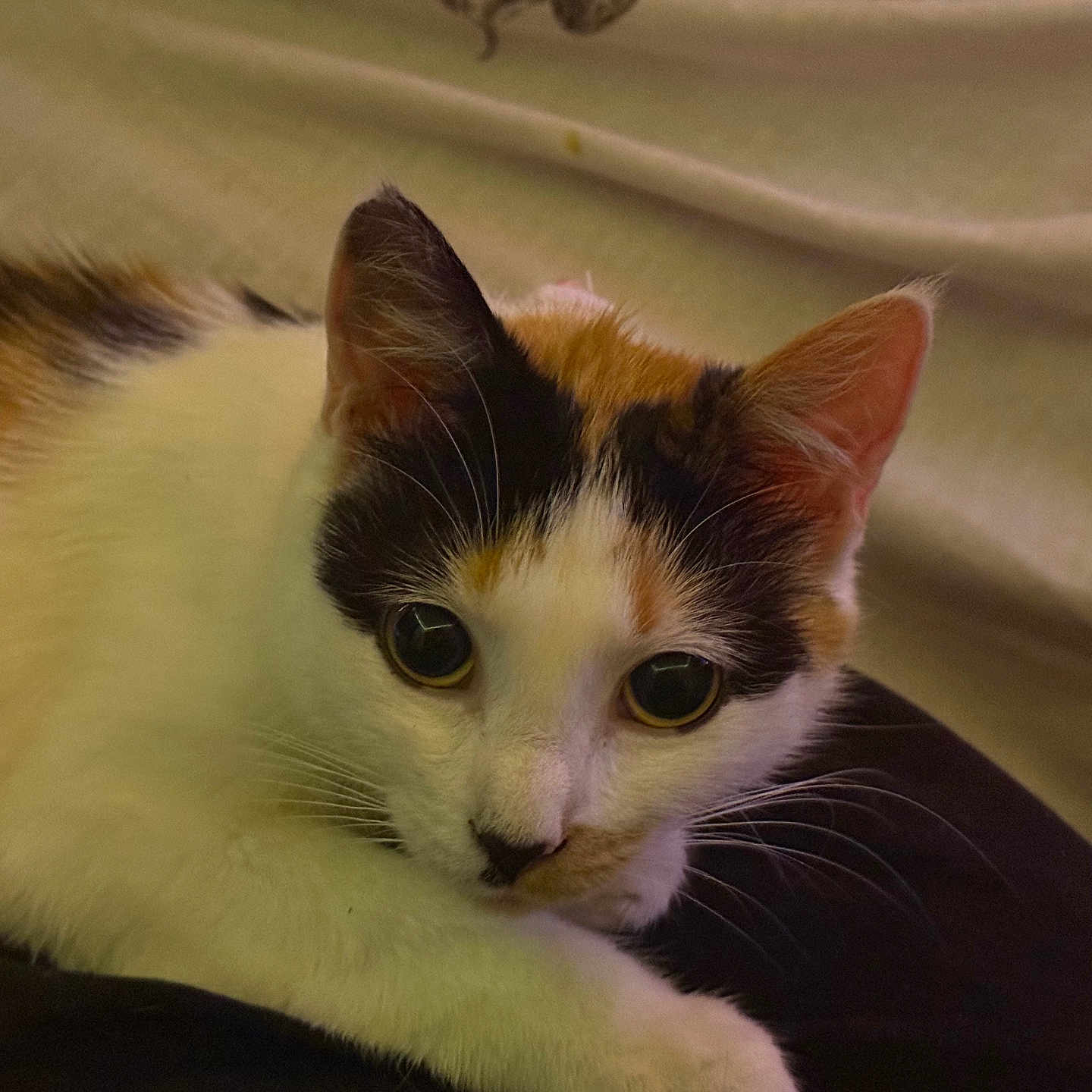 Moo Moos is registered to the contest to win money with this photo: animal, calico, cat, closeup, cute, domestic, ears, eyes, face, fur, indoor, looking, mammal, paws, pet, relaxed, resting, sleepy, soft, whiskers