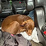 dog, brown_dog, sleeping, car_interior, backseat, leather_seat, clothing, blanket, resting, pet, animal, domestic_animal, fur, curled_up, nap, relaxation, transportation, seat, messy, cozy