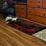 Millie is registered to the contest to win money with this photo: dog, indoor, wooden_floor, blanket, dresser, clothes, bag, plaid, sleeping, brown_dog, furniture, room, flooring, resting, canine, pet, wood, cozy, home, relaxing