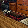 dog, indoor, wooden_floor, blanket, dresser, clothes, bag, plaid, sleeping, brown_dog, furniture, room, flooring, resting, canine, pet, wood, cozy, home, relaxing