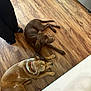 dog, brown_dog, tan_dog, wooden_floor, person, black_pants, socks, indoor, flooring, two_dogs, pet, relaxed, lying_down, animal, collar, appliance, home, domestic, companion, floor