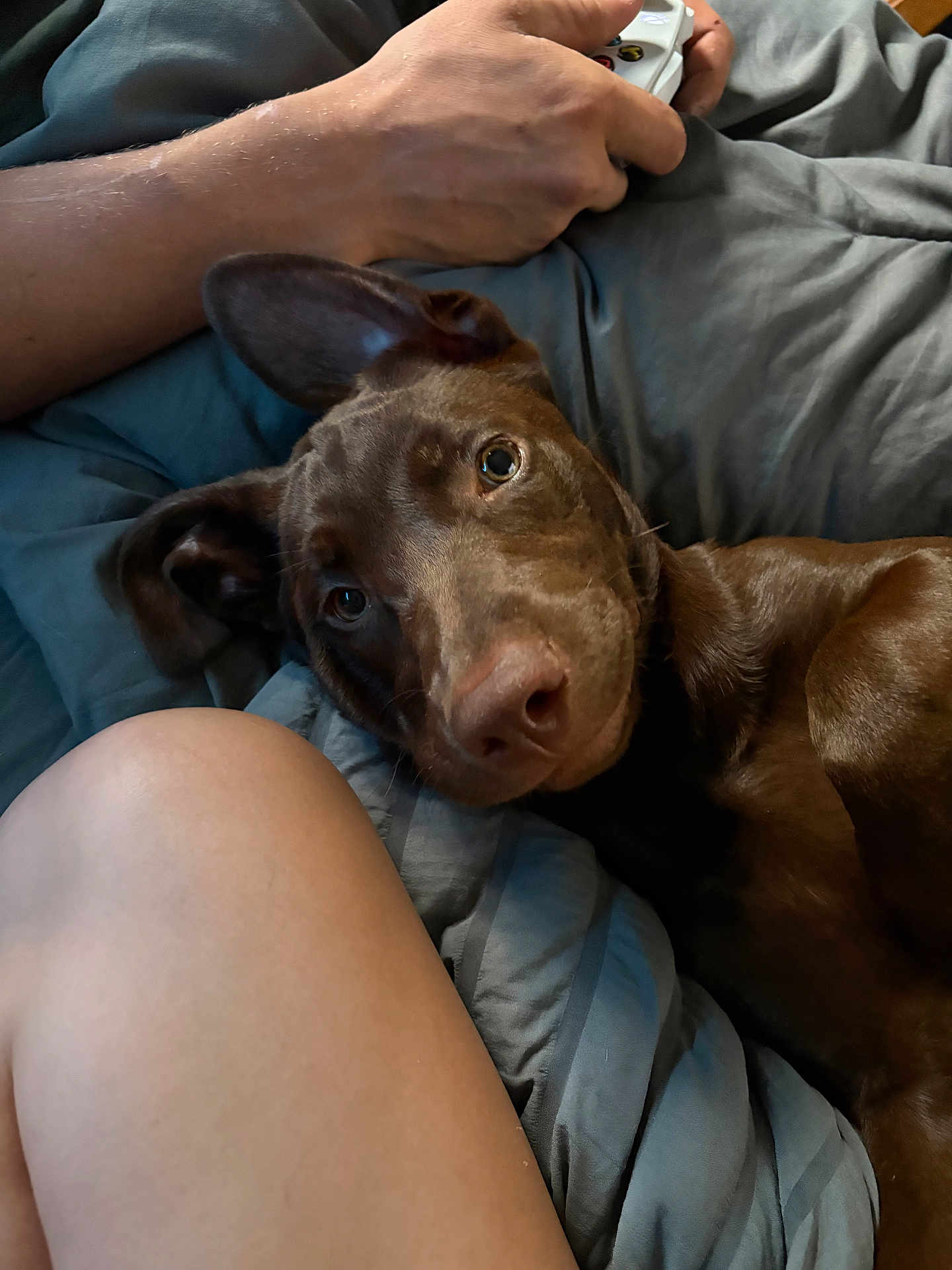 Millie