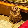 Rick a rejoint le concours — aidez-le/la à gagner de superbes lots ! animal, bed_frame, cat, cozy, curious, domestic_cat, ears, feline, floor_tiles, fluffy_fur, fur, home, indoor, mammal, orange_cat, pet, red_cushion, sitting, whiskers, wooden_floor