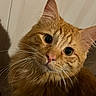 animal, cat, close_up, curious, cute, domestic_cat, eyes, face, feline, fluffy, fur, head_tilt, indoor, mammal, orange_cat, pet, portrait, soft_lighting, whiskers, whiskers_long