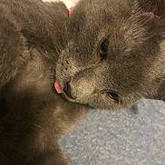 Haiti is registered to the contest to win money with this photo: animal, cat, close_up, cozy, cute, domestic_animal, face, feline, fur, gray_cat, indoor, pet, playful, portrait, relaxed, resting, sleepy, soft_light, tongue_out, whiskers