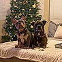 animal, blanket, boxer_dog, christmas_tree, companion, couch, cozy, decorations, dog, domestic, festive, french_bulldog, holiday, holiday_decor, home, indoor, lights, ornaments, pet, relaxing