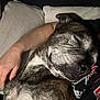 animal, arm, brindle, closeup, comfort, companion, couch, cozy, dog, fur, hand, human, indoor, love, nap, person, pet, relaxation, resting, sleeping