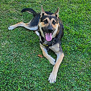 Grim Diesel joined the competition — help win amazing prizes! dog, german_shepherd, grass, outdoor, pet, animal, happy, tongue_out, lying_down, nature, sunlight, greenery, playful, canine, summer, collar, leash, ears_up, friendly, park